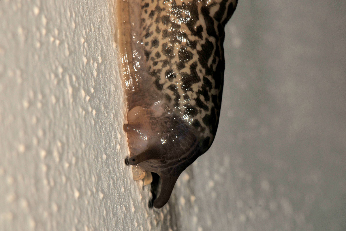 Limax in accoppiamento da id: